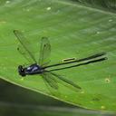 Image of Teinopodagrion mercenarium