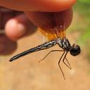 Image of Gynothemis pumila