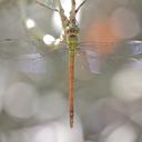 Image of Coryphaeschna diapyra