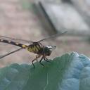 Image of Phyllogomphoides singularis