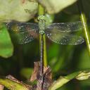 Image of Gynacantha bullata