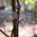 Image of Chlorogomphus preciosus