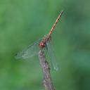 Image of Trithemis werneri