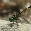 Image of Huonia arborophila
