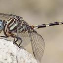 Image of Phyllogomphoides