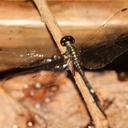 Image of Diplacina clymene