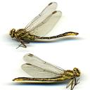 Image of Phanogomphus oklahomensis