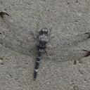 Image of Bradinopyga cornuta