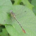 Image of Platygomphus dolabratus