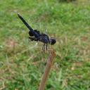 Image of Urothemis edwardsii