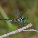 Image of Lanthanusa cyclopica