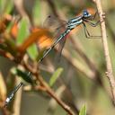Image of Lestes auritus