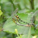 Image of Cyclogomphus ypsilon