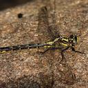 Image of Phanogomphus quadricolor