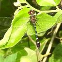 Image of Macrothemis hemichlora