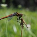 Image of Sympetrum frequens