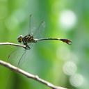 Image of Libyogomphus mamfei