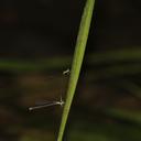 Image of Epipotoneura