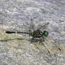 Image of Huonia thais
