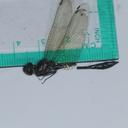 Image of Macrothemis fallax