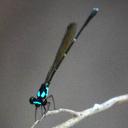 Image of Nososticta eburnea