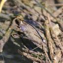Image of Nesobasis rufostigma