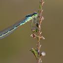 Image of Coenagrion lunulatum