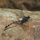 Image of Sieboldius japponicus