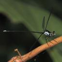 Image of Metagrion subornatum