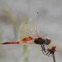 Image of Tramea basilaris