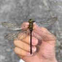 Image of Cephalaeschna shaowuensis