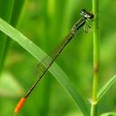 Image of Agriocnemis minima