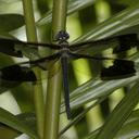 Image of Tetracanthagyna plagiata