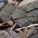 Image of Nososticta rufipes