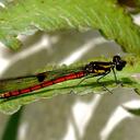 Image of Sclerocypha
