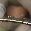 Image of Aeolagrion philipi