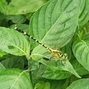 Image of Scalmogomphus schmidti