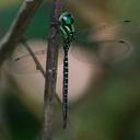 Image of Triacanthagyna ditzleri