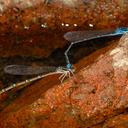 Image of Azuragrion granti