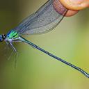 Image of Umma cincta