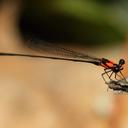 Image of Elattoneura vittata