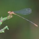 Image of Idiocnemis chloropleura