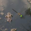 Image of Somatochlora uchidai
