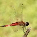 Image of Tramea transmarina