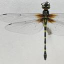Image of Chlorogomphus yokoii
