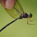 Image of Zyxomma atlanticum