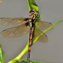 Image of Anaciaeschna martini