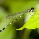 Image of Drepanosticta ephippiata