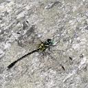 Image of Stylogomphus inglisi