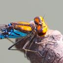 Image of Pseudagrion punctum